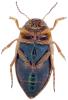 Hydroporus palustris